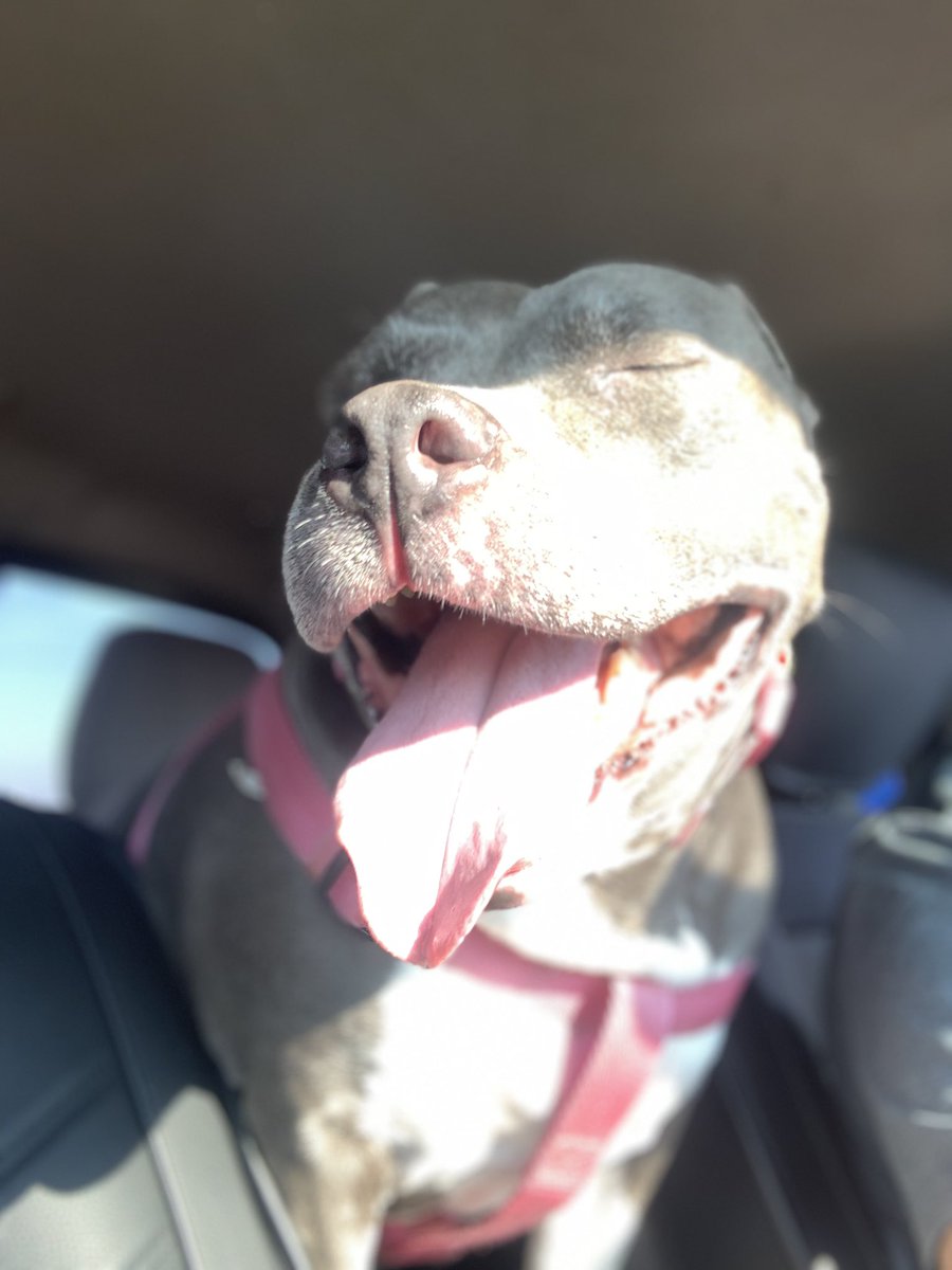 dcwingate's tweet photo. Diamond Trippin Saturday ๐พ๐พ๐ฅ
Taking dad to the groomers, the suns in my eyes and I get NO MAGIC WINDOW!!!! ๐พ๐พ๐คฌ #TEEF
#GrayFaceMafia #DogsOfTwitter #AdoptDontShop #DaddysPotato #CursesFoiledAgain https://t.co/CBqCQl7yES