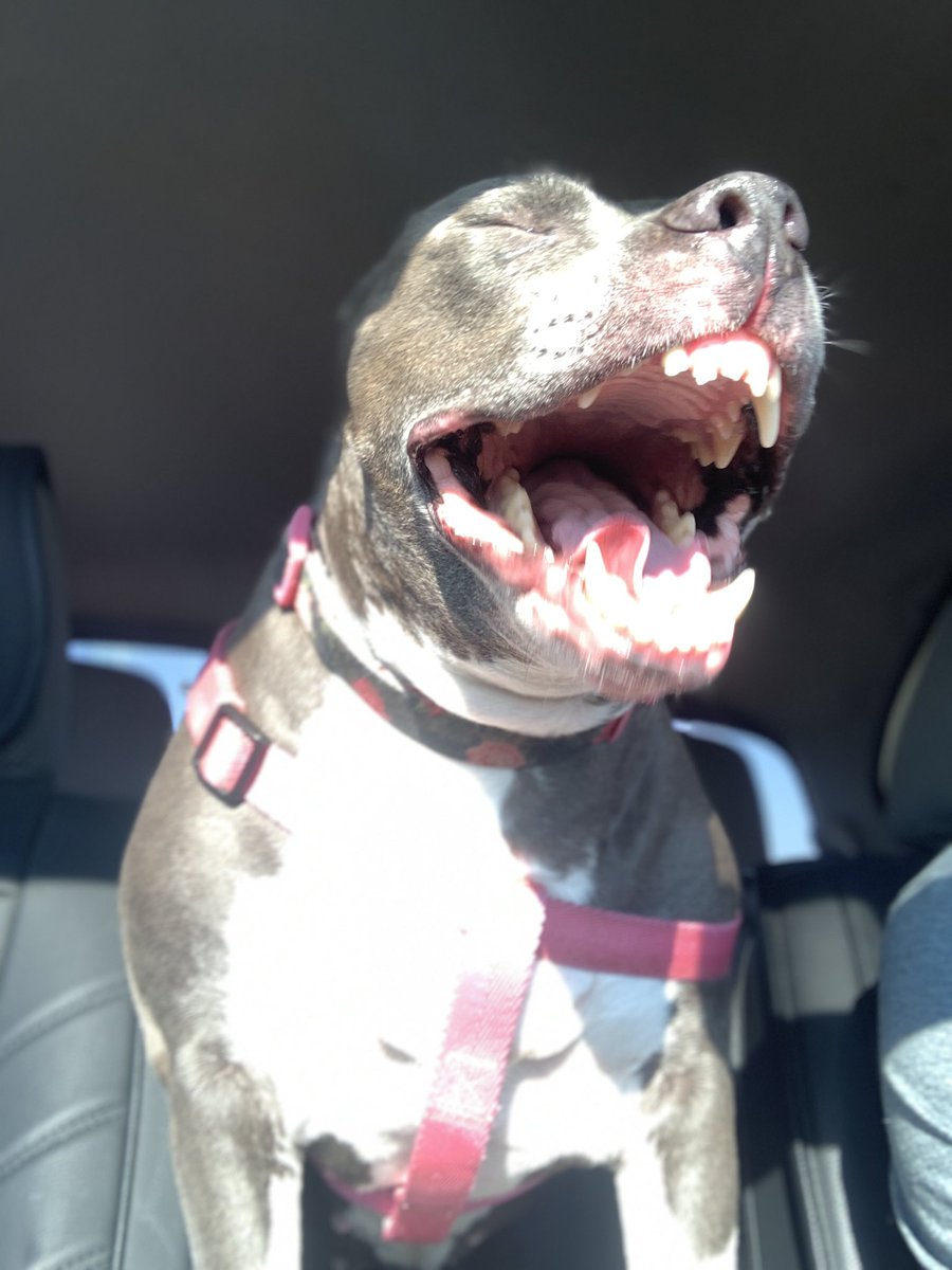 dcwingate's tweet photo. Diamond Trippin Saturday ๐พ๐พ๐ฅ
Taking dad to the groomers, the suns in my eyes and I get NO MAGIC WINDOW!!!! ๐พ๐พ๐คฌ #TEEF
#GrayFaceMafia #DogsOfTwitter #AdoptDontShop #DaddysPotato #CursesFoiledAgain https://t.co/CBqCQl7yES