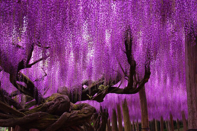 These stunning photograph, which looks like a glorious late evening sky with dashes of pink and purple, is actually a picture of Japan’s largest wisteria whose foliage covers 1,990 square meters and it's 150 years old [read more: bit.ly/2nXQ9gX]