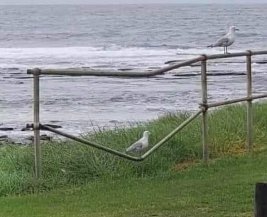 SteveKeeley's tweet photo. How heavy is that seagull.... https://t.co/2yTIZR8sbt