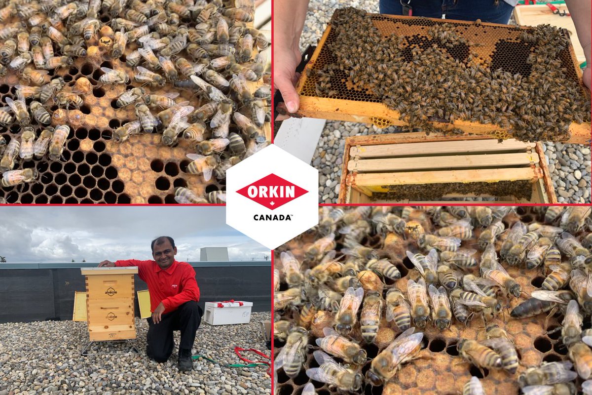 OrkinCanada's tweet photo. As we close out #worldpollinatorweek, we are excited to announce the introduction of our new #honeybee hive at our Calgary branch.
We take pride in our honey bee hive program and are excited to continue doing our part to sustain honey bee populations across Canada. https://t.co/sLEr36nmEP