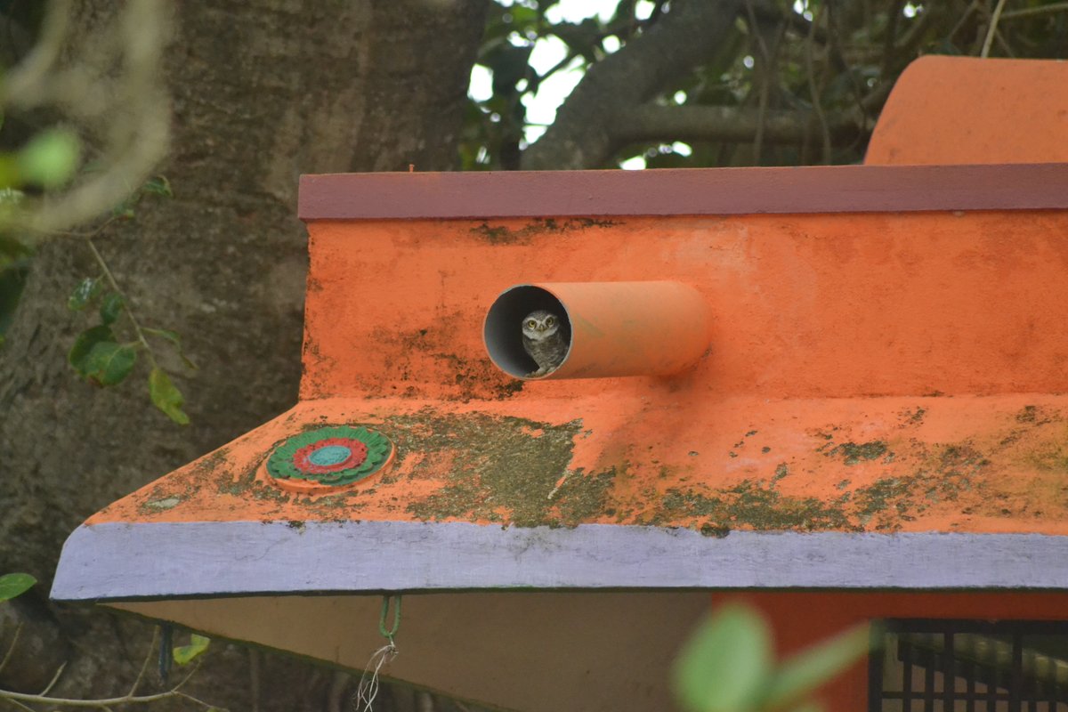 There you go. Thanks, Vighnesh for taking a photo of this beauty peeping through the temple pipe :)