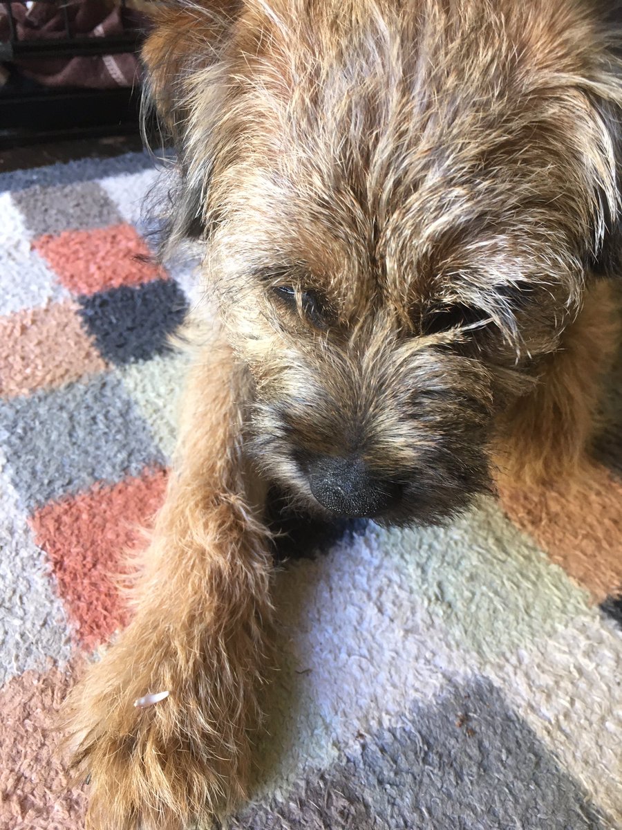 One of my canine teeth has fallen out - can you see it on the top of my paw? #BTPosse #dogsoftwitter #feelingsorryformyself