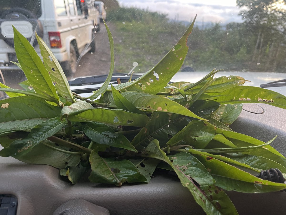 BeiRokhu's tweet photo. Phiapahâpa nata Ipho nie pakaohpa he ta eima hâh a za thai khao vei; a pha kaw 😁 https://t.co/IP4477kmpK