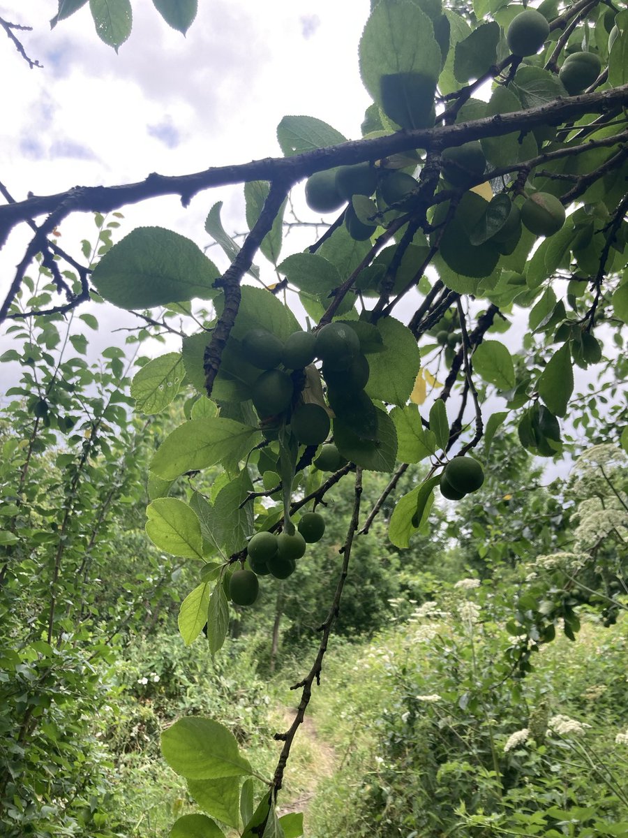WCWCatford's tweet photo. Learn how to prune #plumtrees. Free workshop Sunday 26th https://t.co/jMbtMUpaDe