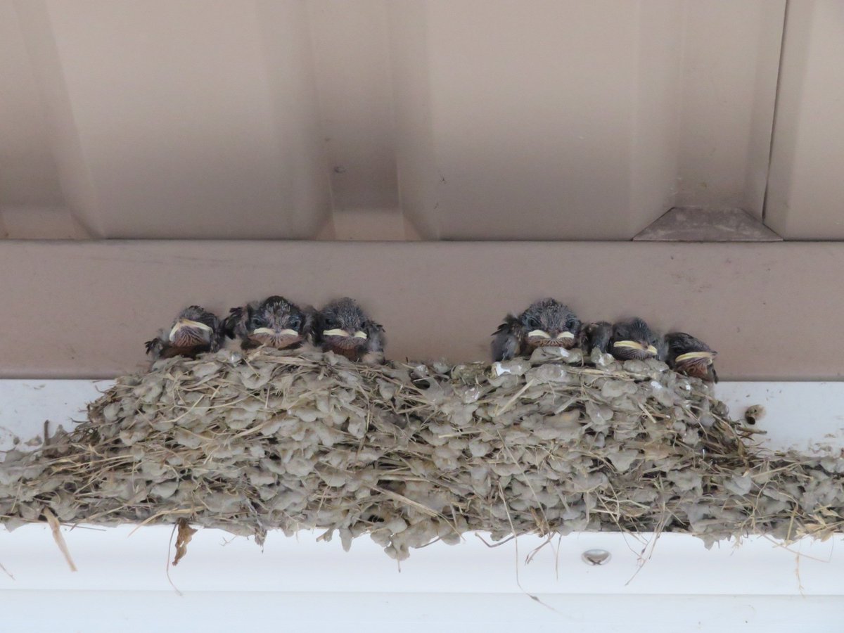 kazuchin0801's tweet image. #ツバメ #野鳥
スーパーのツバメ(お隣さん)
孵化14日目🐥×6
今日はまるで別家族みたいに
3:3で分かれてました🤣💕