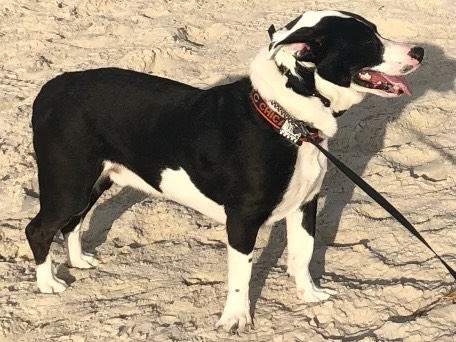 LostDogsIL's tweet photo. Home at Last! LUIGI the Retriever missing from #PingreeGrove #IL is home safe and sound! Missing 06-24-2022. Reunited 06-24-2022. Welcome home Luigi !
#LostDogsIllinois #PetFBI ID# 463981 https://t.co/mtQMzmse7T