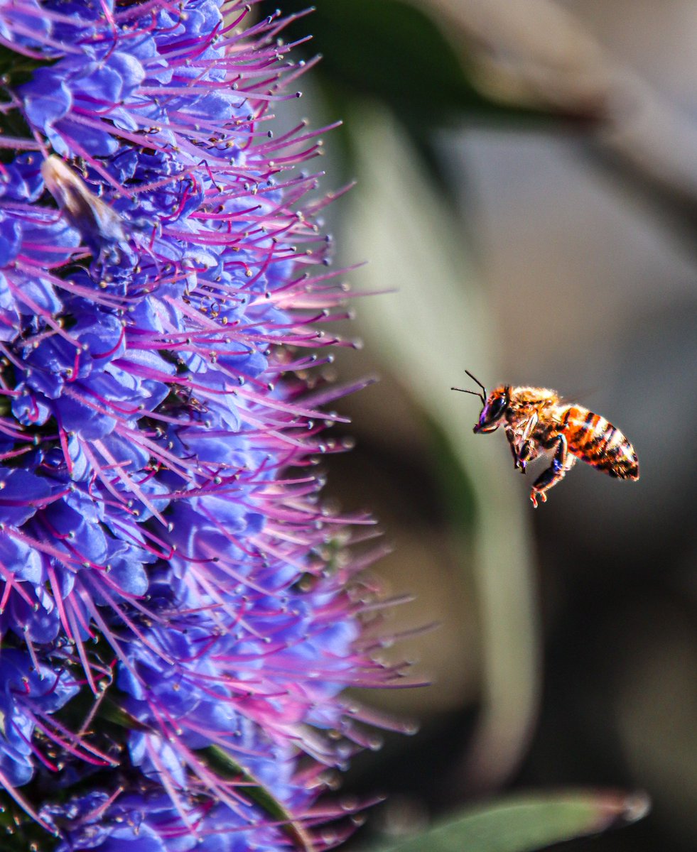 AdmiredArt tweet media