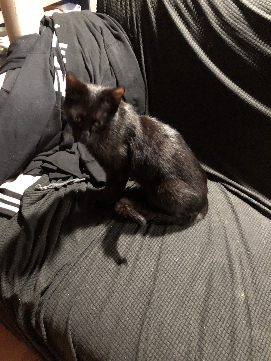 ImperviousDS's tweet image. We have a net member to the Family! Meet Yami #NewCat #VoidKitty #Rescue