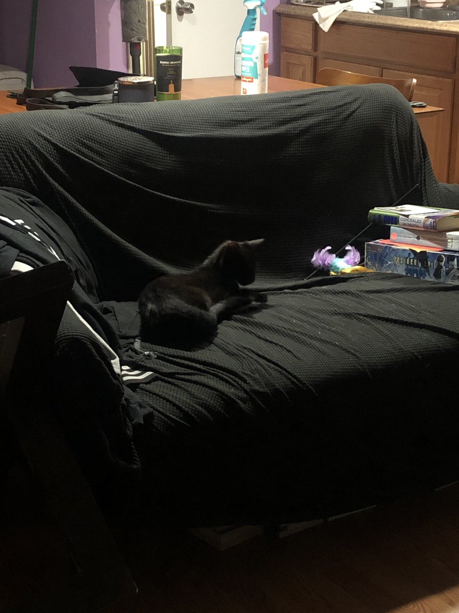 ImperviousDS's tweet image. We have a net member to the Family! Meet Yami #NewCat #VoidKitty #Rescue