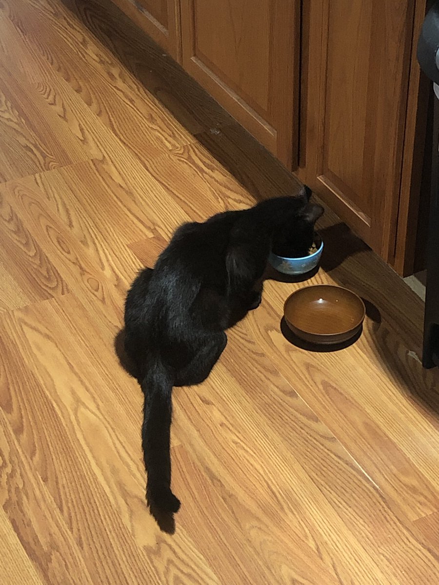 ImperviousDS's tweet image. We have a net member to the Family! Meet Yami #NewCat #VoidKitty #Rescue