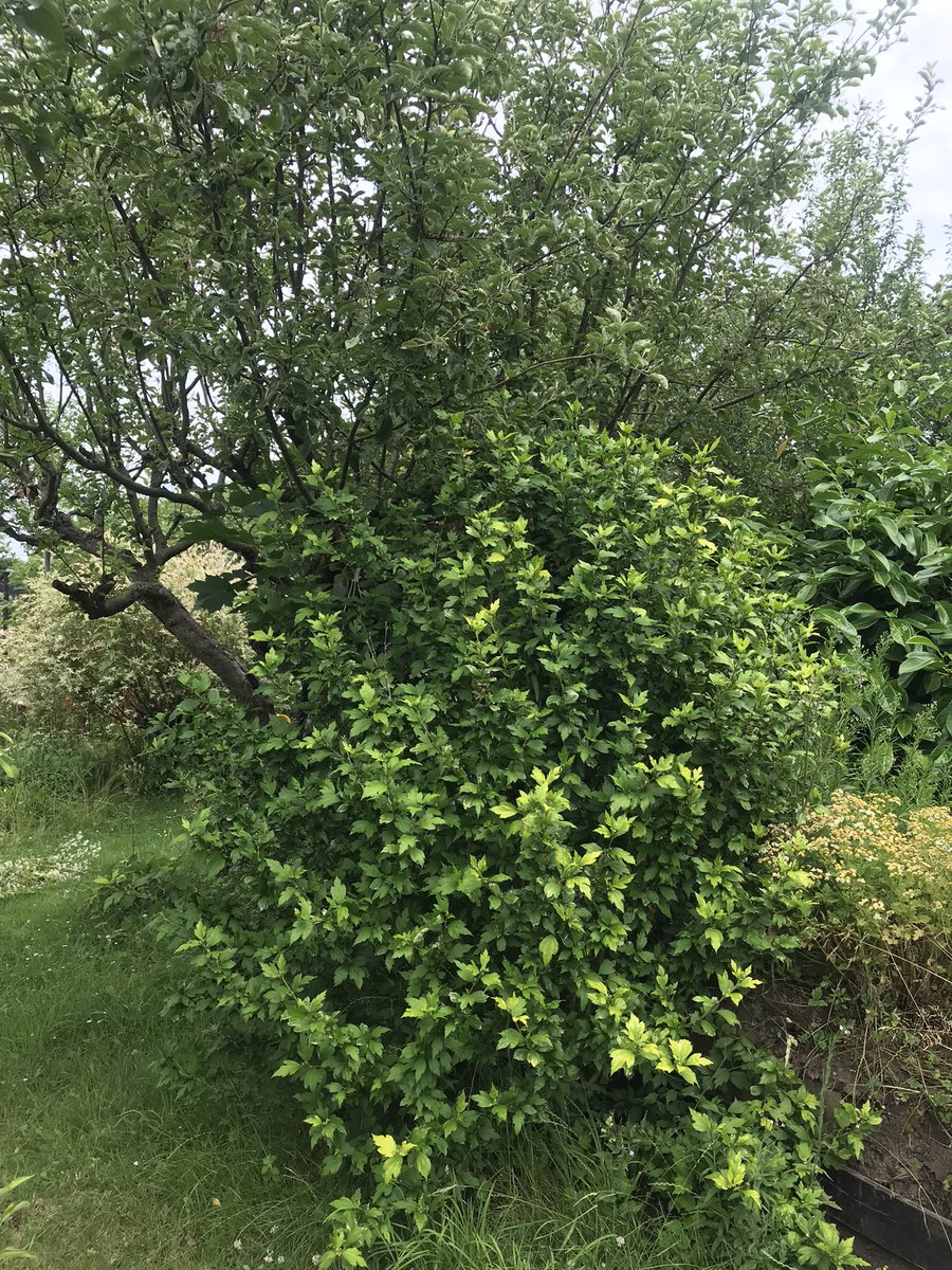 Trying to fight #depression today by getting dirty in our garden while kids are screaming on the trampoline. Let’s hope it gets better throughout the day.