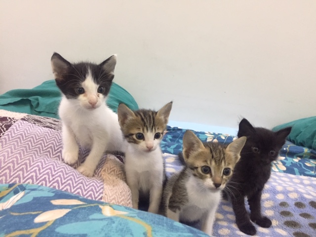 ArabianMauKSA's tweet photo. Kittens for adoption – Dammam - This is very difficult but I can't keep them all. Please can you provide a good home for any of them?
@Yumnaraohanif @Bnno_sa
@almaaIsmail @soundsoul369
@RiyadhCats @helah_abdullah
@TbnaaCats
@komo998
@rahmah_lost
@ChanYukiny https://t.co/mEIpkoxbsm
