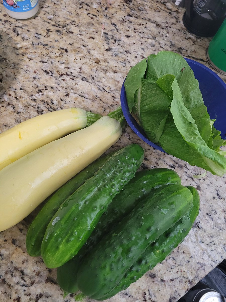 Ms_LMorgan's tweet photo. This morning's harvest 👩🏾🌾 #GardeningTwitter #zone8a https://t.co/3g5c9v1I6D