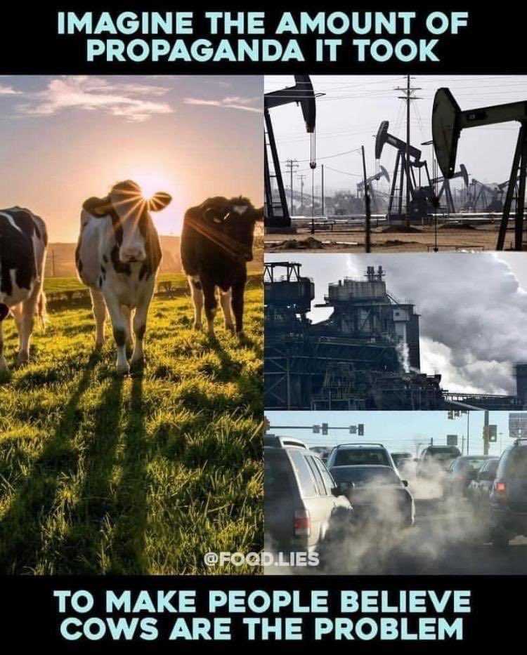 Broederij Schotman (@schotmanpoultry) on Twitter photo 
