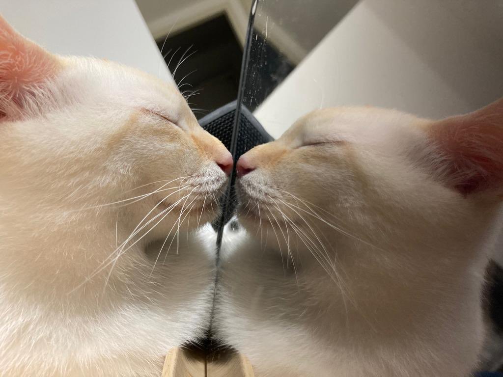 panamama_cha's tweet photo. 自分とチュ

 #猫のいる暮らし https://t.co/8bwLKzAtyC