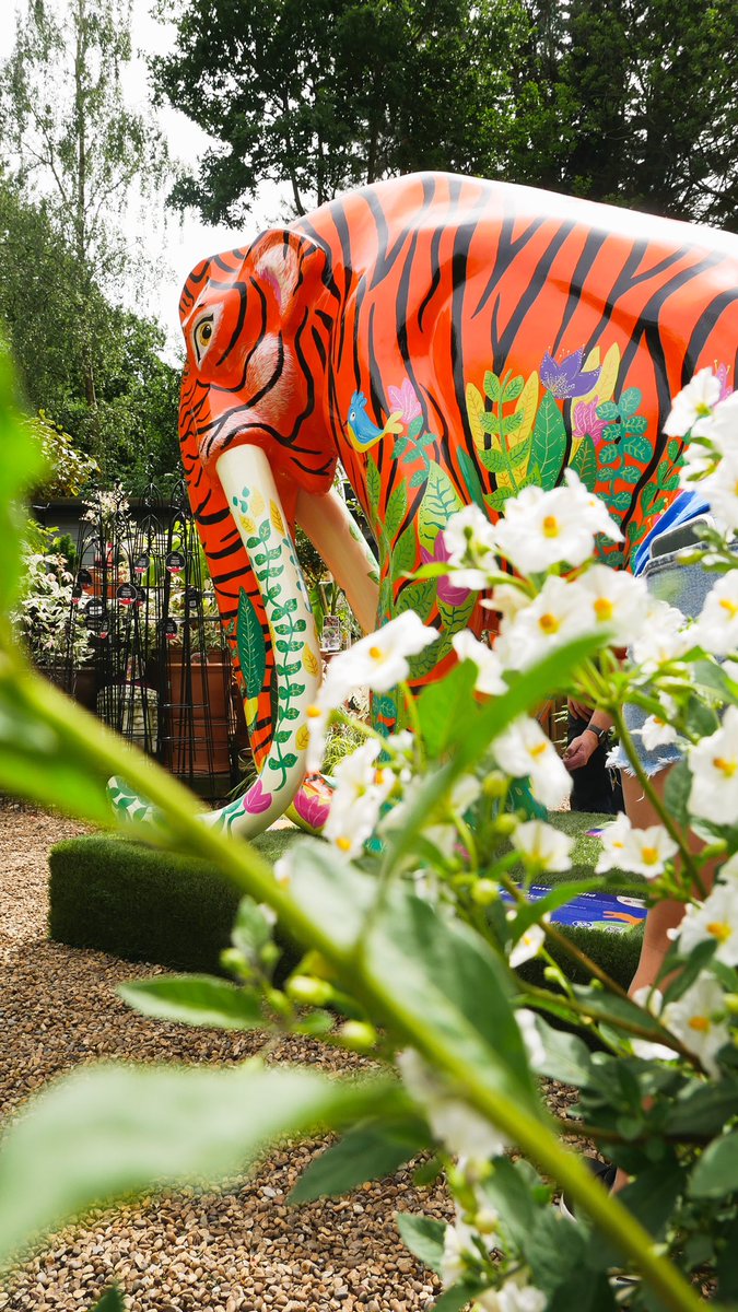 GoGoSafari tweet media