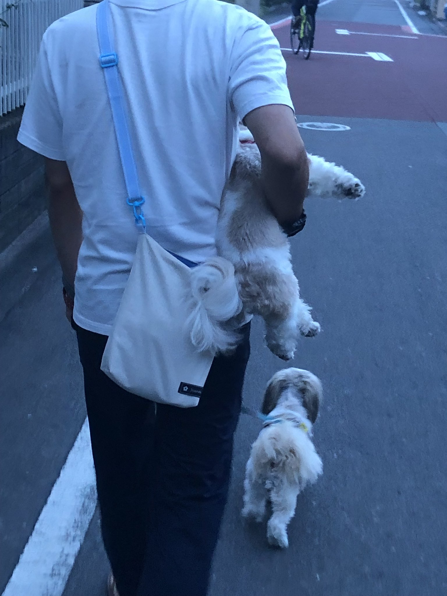 تويتر ももチャンネル على تويتر 犬は人間の言葉が分かる って獣医さんが熱く語ってたからさ 散歩の前に 今日は特に暑いからパパも抱っこ出来ないからね ちゃんと最後まで歩ける 歩いてくれないと本当に困るからね 分かった って言って夕方散歩に出たんだけど