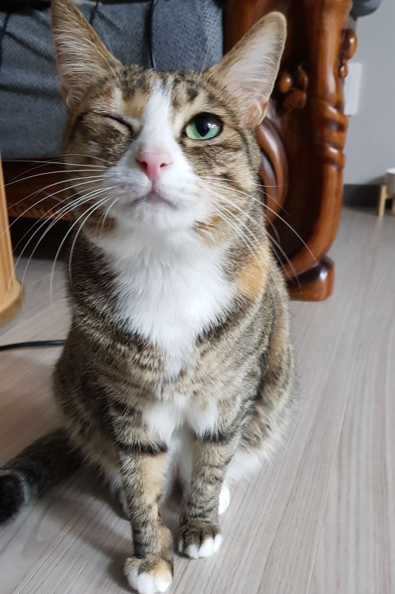 초코는 커피자판기 바닥에 버려진 커피 핥아먹던 영양상태 부실 야옹이였다ㅠ
허피스때문에 눈을 못떠서 ad캔에 약타서 계속 챙겨먹엿더니 나아졋지만...그 뒤로 10년째 간식이 먹고싶으면 무조건 한 쪽 눈이 안떠지는 아픈고영이가 된다ㅋㅋㅋㅋ큐ㅠㅠ
그리고 나는 고영이 윙크사진이 많은 사람이 됨