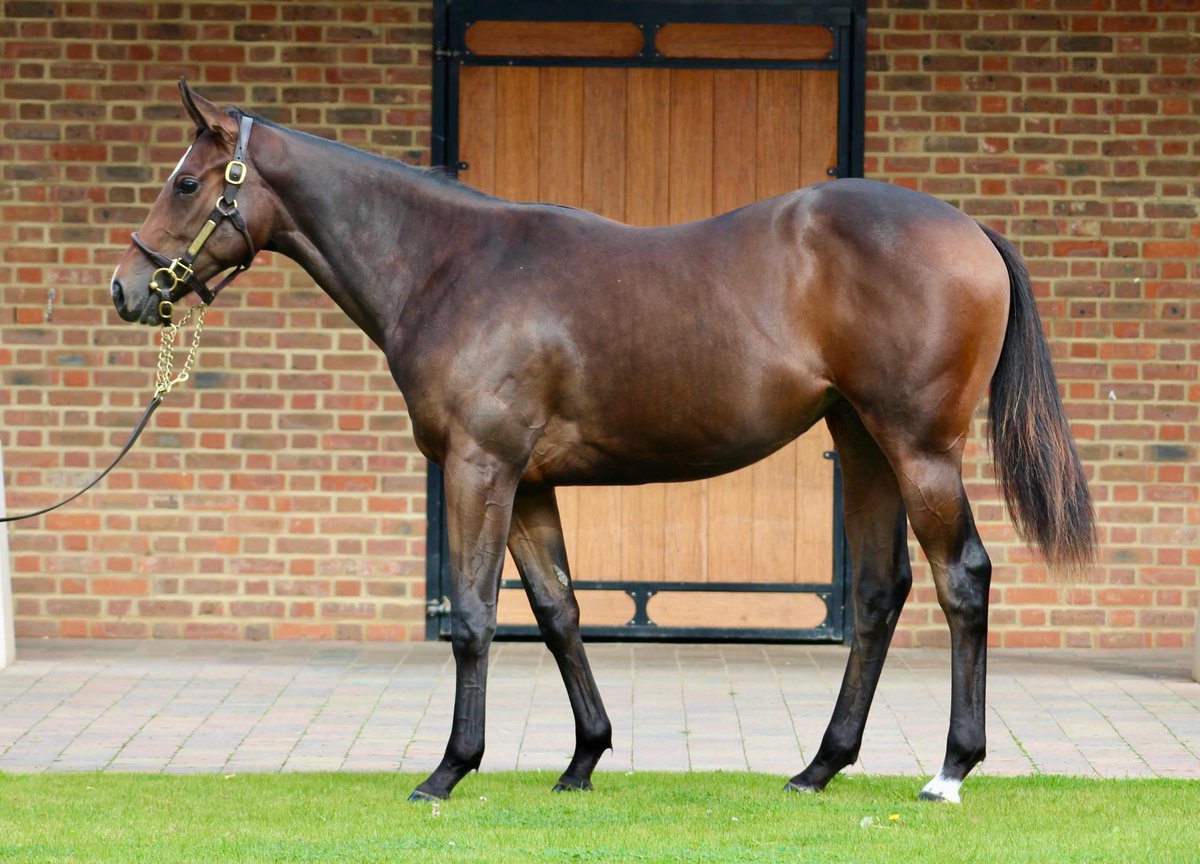 Tattersalls1766's tweet photo. Here is Listed Empress Stks winner LEZOO as a yearling. 

She made 77,000 gns at Book 3 of the #TattsOctober Yearling Sale, where she was purchased by @HamishMacauley from @chasemorefarm. https://t.co/igMsVcuFaA