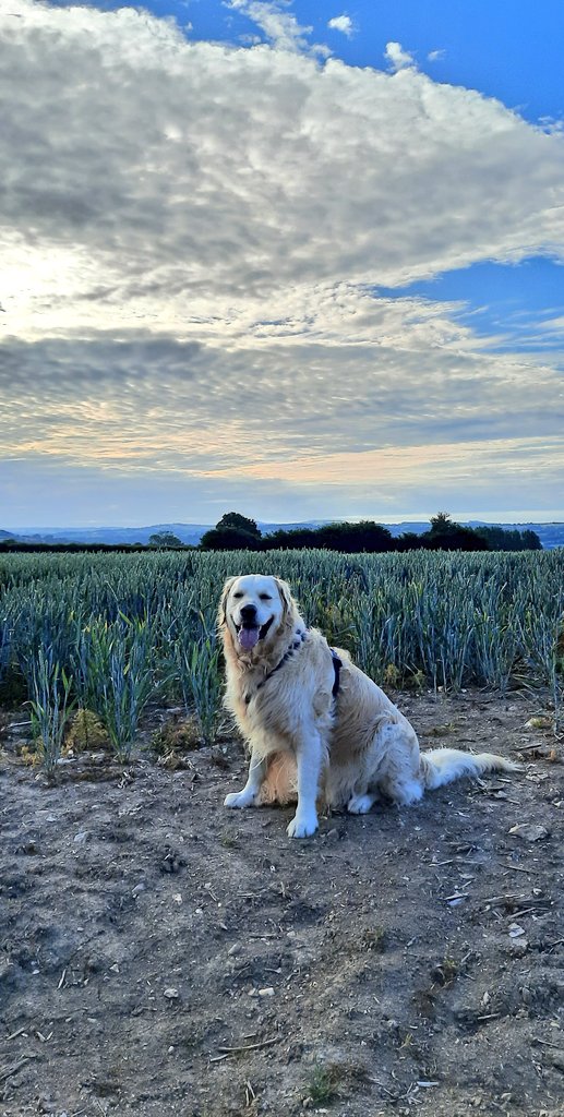 A very early walk. So quiet 🤫 as most people are still 😴. That's how my mum likes it. She's far more antisocial than me! 
#DogsofTwittter #GoldenRetrievers