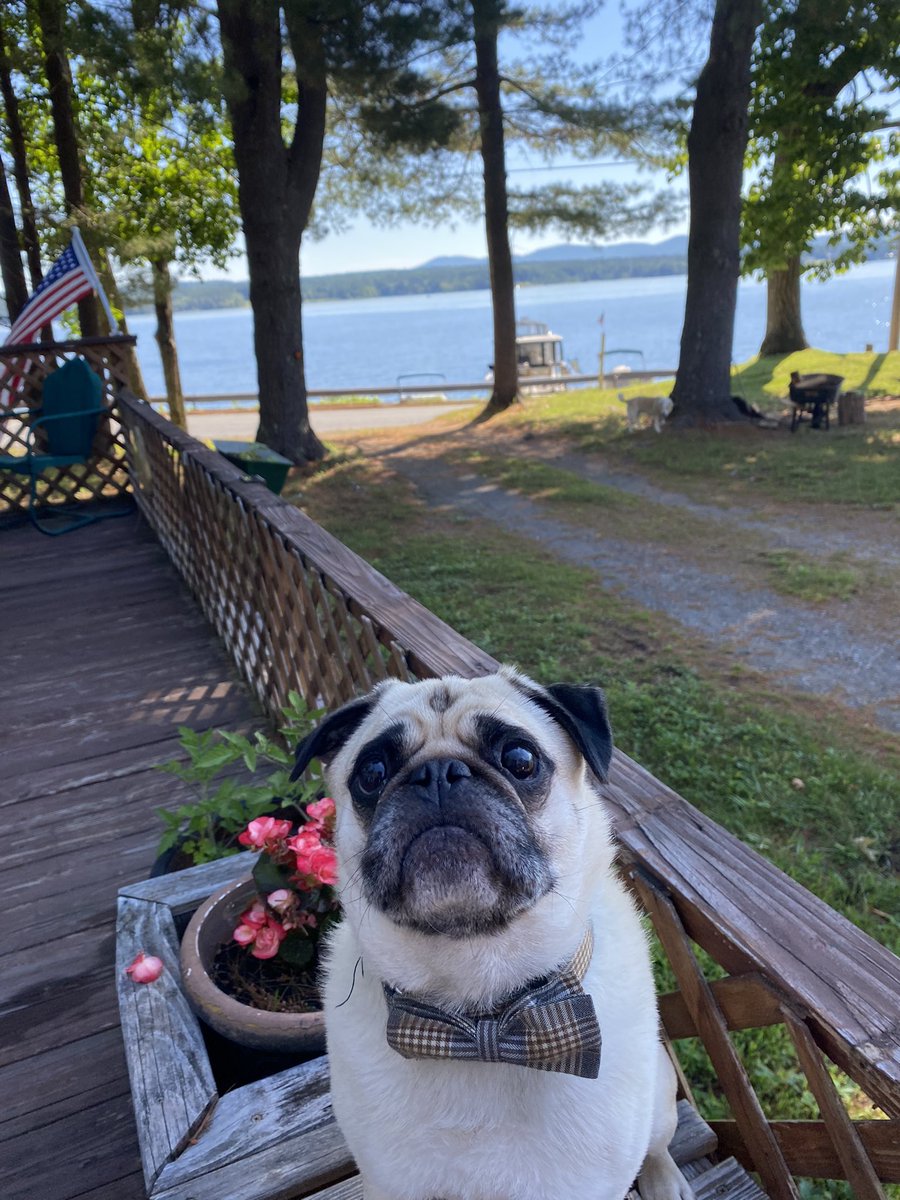 Mom thinks I’m ready for the cover of magazines..She says I’m the most majestic boy! Do you agree?? I just love #lakelife #meatball #pug #puglife #fawnpug #pugsoftwitter #AdoptDontShop  #mamasboy