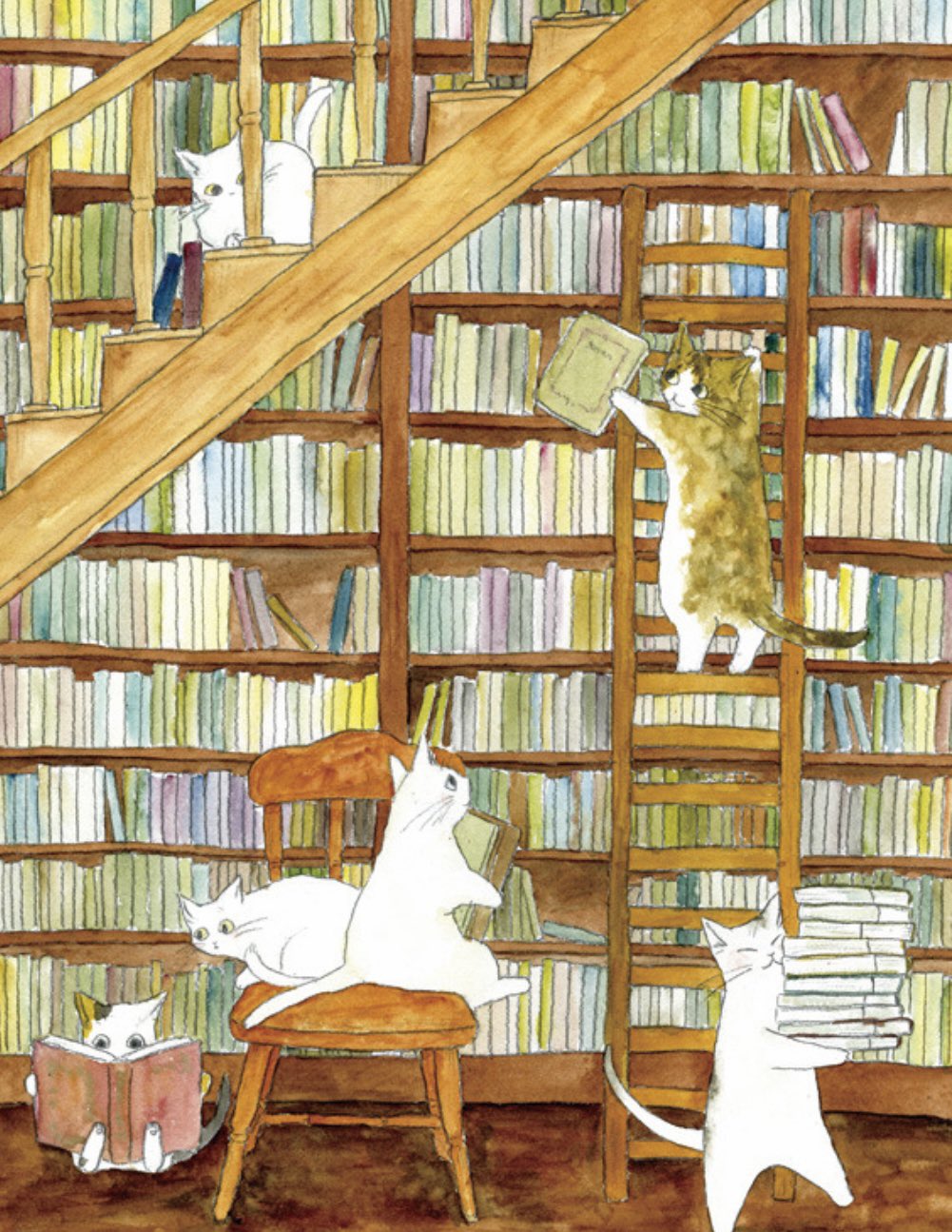 Книжная кошка