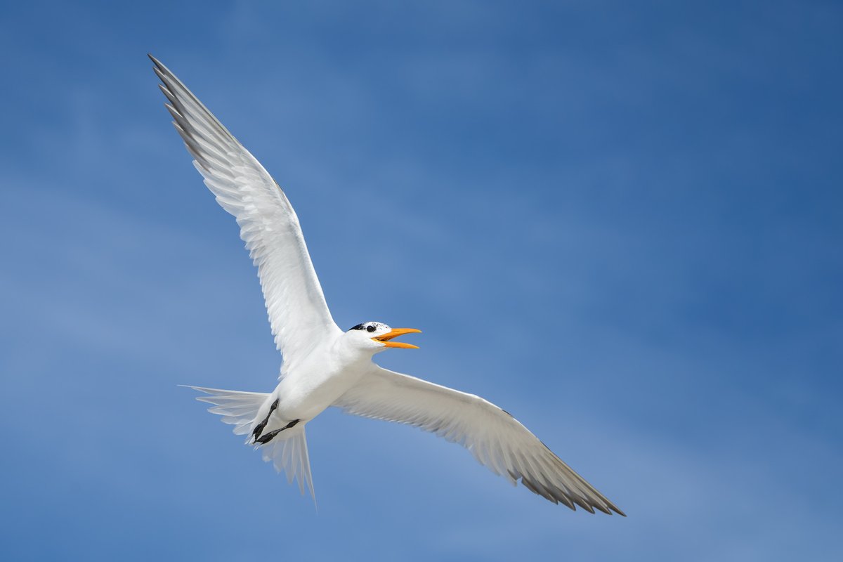 If you live or will be in South or Central Florida (or anywhere near Duval county) on the long July 4th weekend and would like to explore the possibility of doing some amazing photography with me on a shared-cost basis, please shoot me a message.