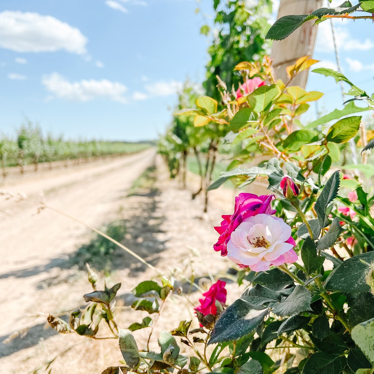 Stop and smell the roses…and then come in and taste the rosés 💕