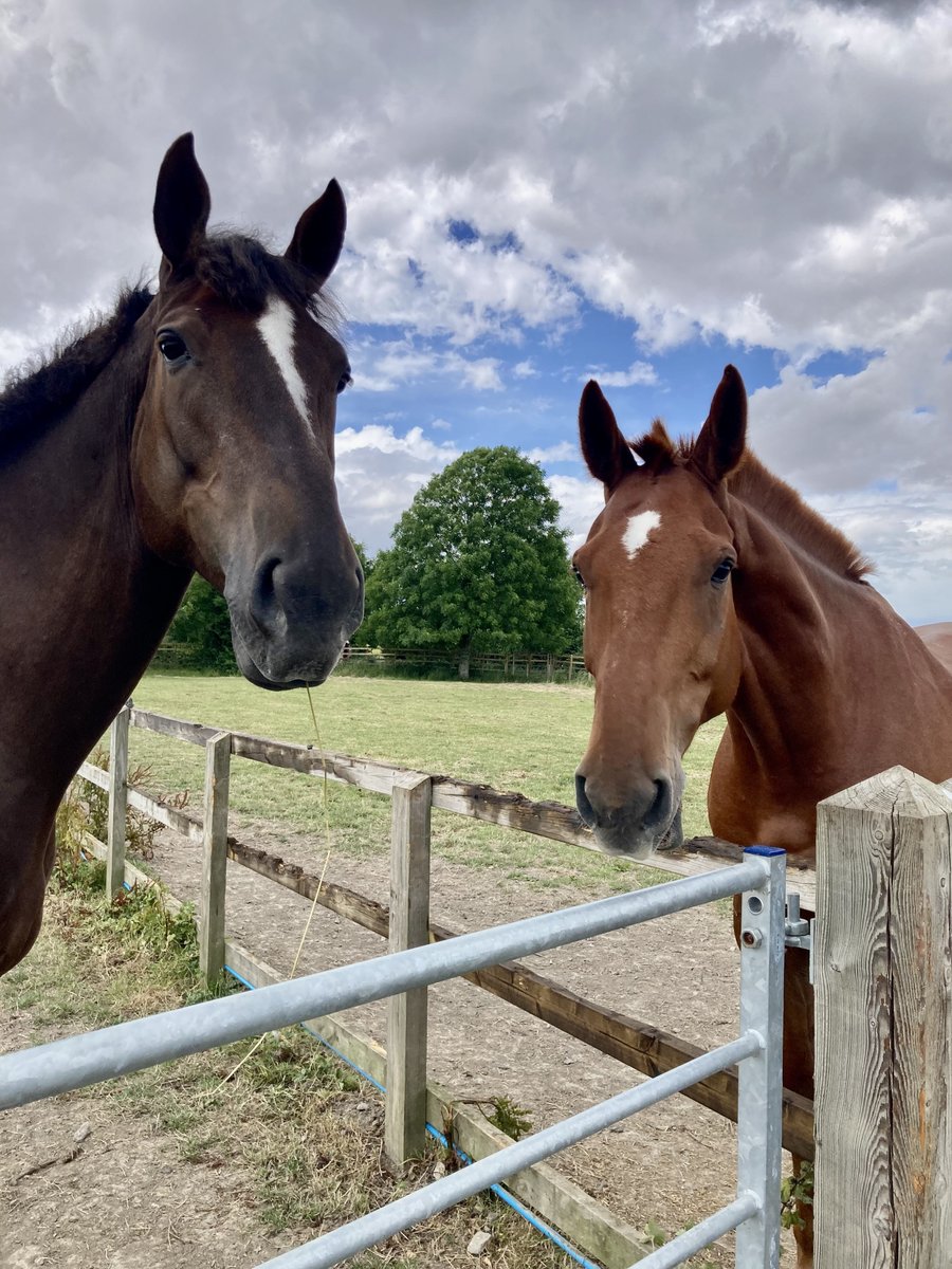 ASPoliceHorses's tweet photo. Rocky has definitely earnt a weekend off after being a superstar at his first Glastonbury festival. Redcliffe is all too happy to keep him company #workRESTandplay https://t.co/b2Lr1l4HUs