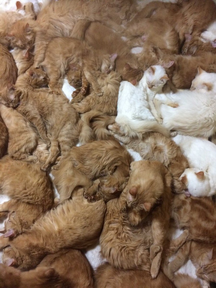 これ多頭飼育崩壊一歩手前なのでは？