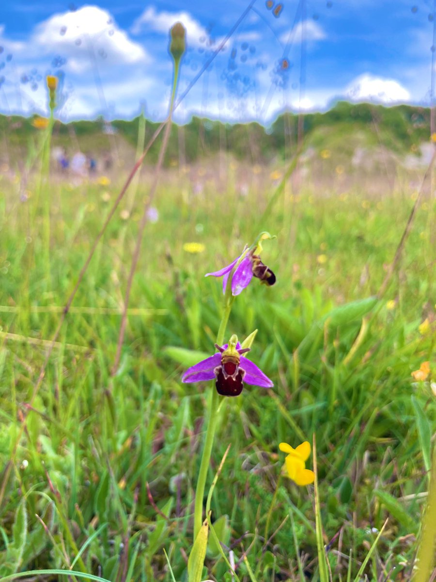 Biology_NHS's tweet photo. We have been fortunate enough to see the rare bee orchid! 🐝 @CranedaleCentre https://t.co/HOApDUwjDY