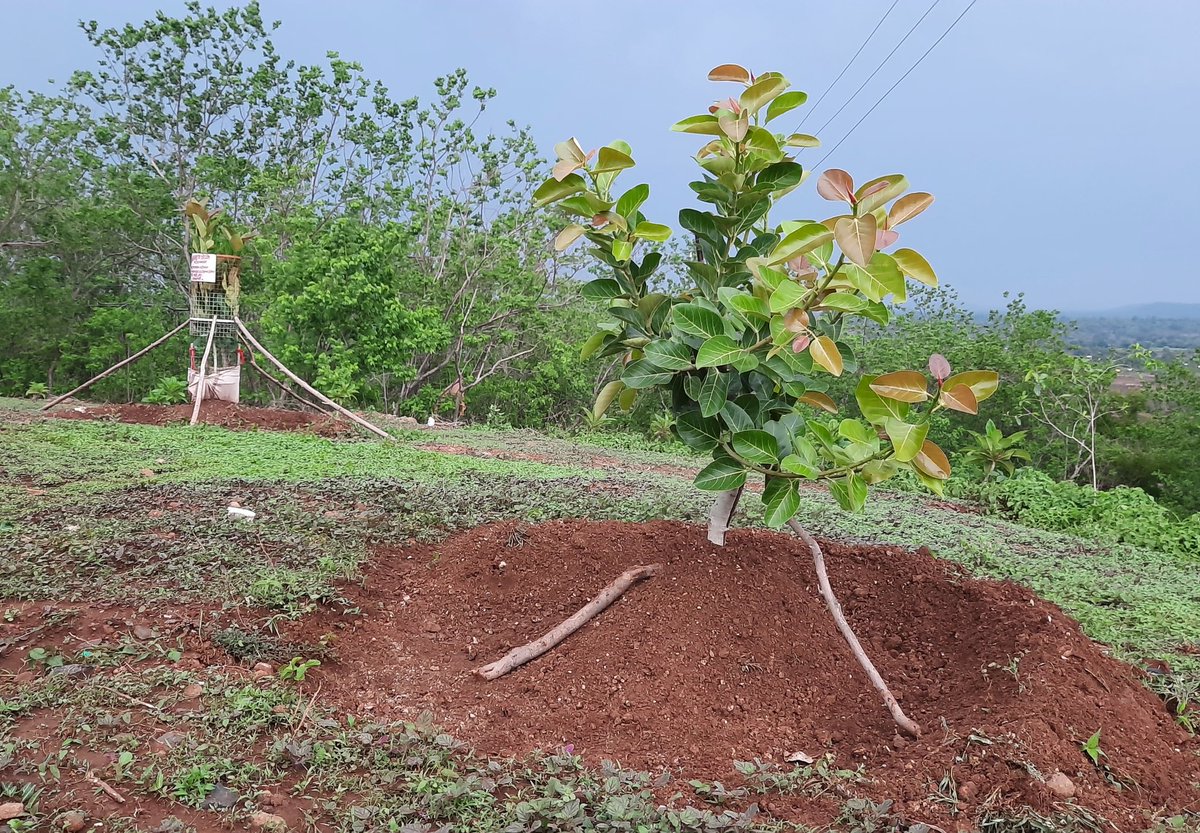 निसर्ग Nature / Shivsambh Ghodke tweet media