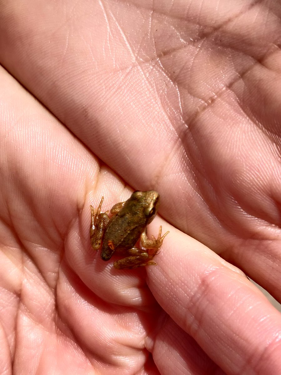 Great day out on the Forth Meadow Community Greenway with some of our Nature Guide Trainees as they completed their training. Lots of Froglets, Damselflies Bumblebees putting in an appearance at the Springfield Dam section! @belfastcc @VolunteerNow1 #wildlife #oncommonground