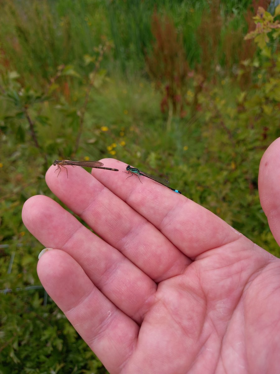 TCV_NI's tweet photo. Great day out on the Forth Meadow Community Greenway with some of our Nature Guide Trainees as they completed their training. Lots of Froglets, Damselflies Bumblebees putting in an appearance at the Springfield Dam section! @belfastcc @VolunteerNow1 #wildlife #oncommonground https://t.co/Xhj8qgeBFb