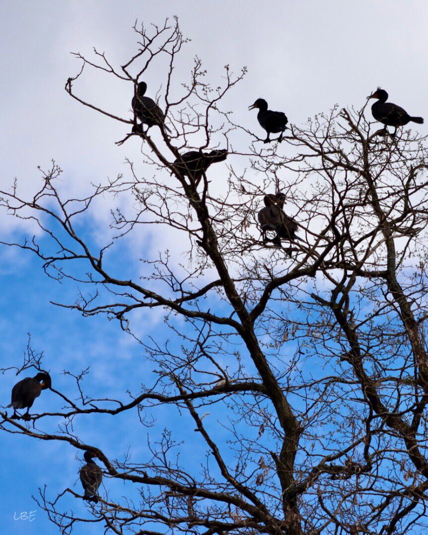 “Imagination is a very high sort of seeing.” -Ralph Waldo Emerson

#DoubleCrestedCormorant #WaterBirds #NaturePhotography #CanonUSA #OutdoorPhotography #Birdwatching #LakeWinnipesaukee