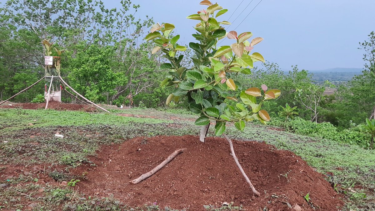 निसर्ग Nature / Shivsambh Ghodke tweet media