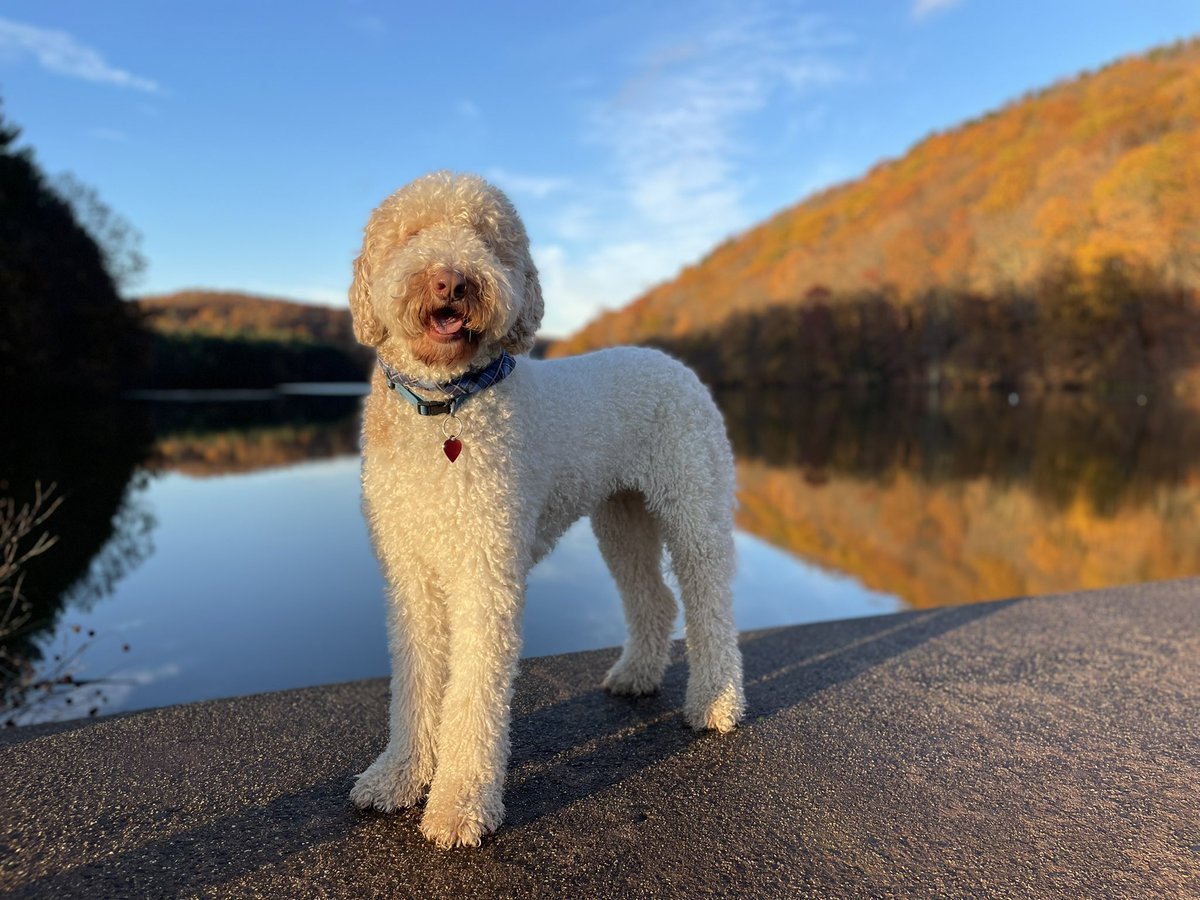 CaraMacMedia's tweet photo. My husband and I had to say goodbye to our sweet boy @RoenickDoodle last night. We’re absolutely heartbroken. https://t.co/r5VV39hlFV