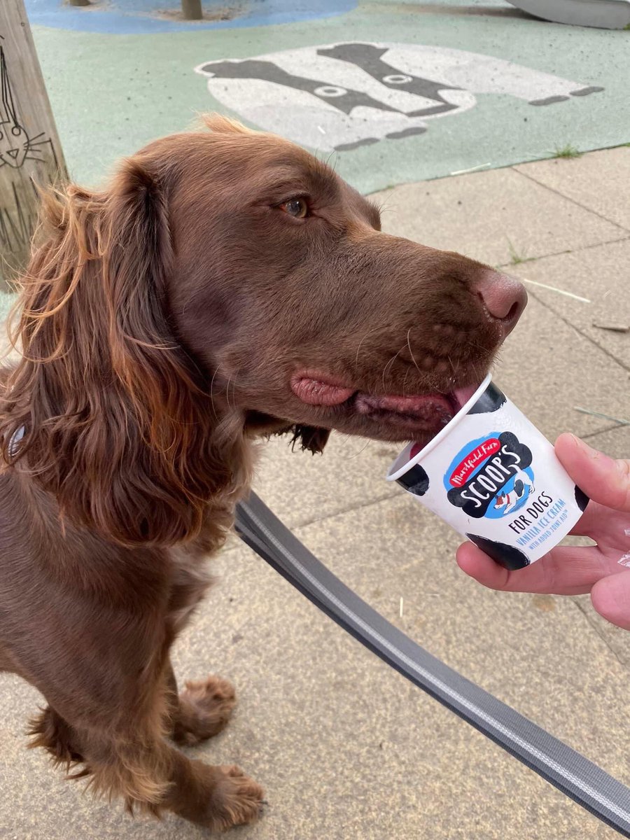 @MarshfieldIces Buddy discovered your ice cream today, I think his face says it all! If you need a dog to test taste let us know!!