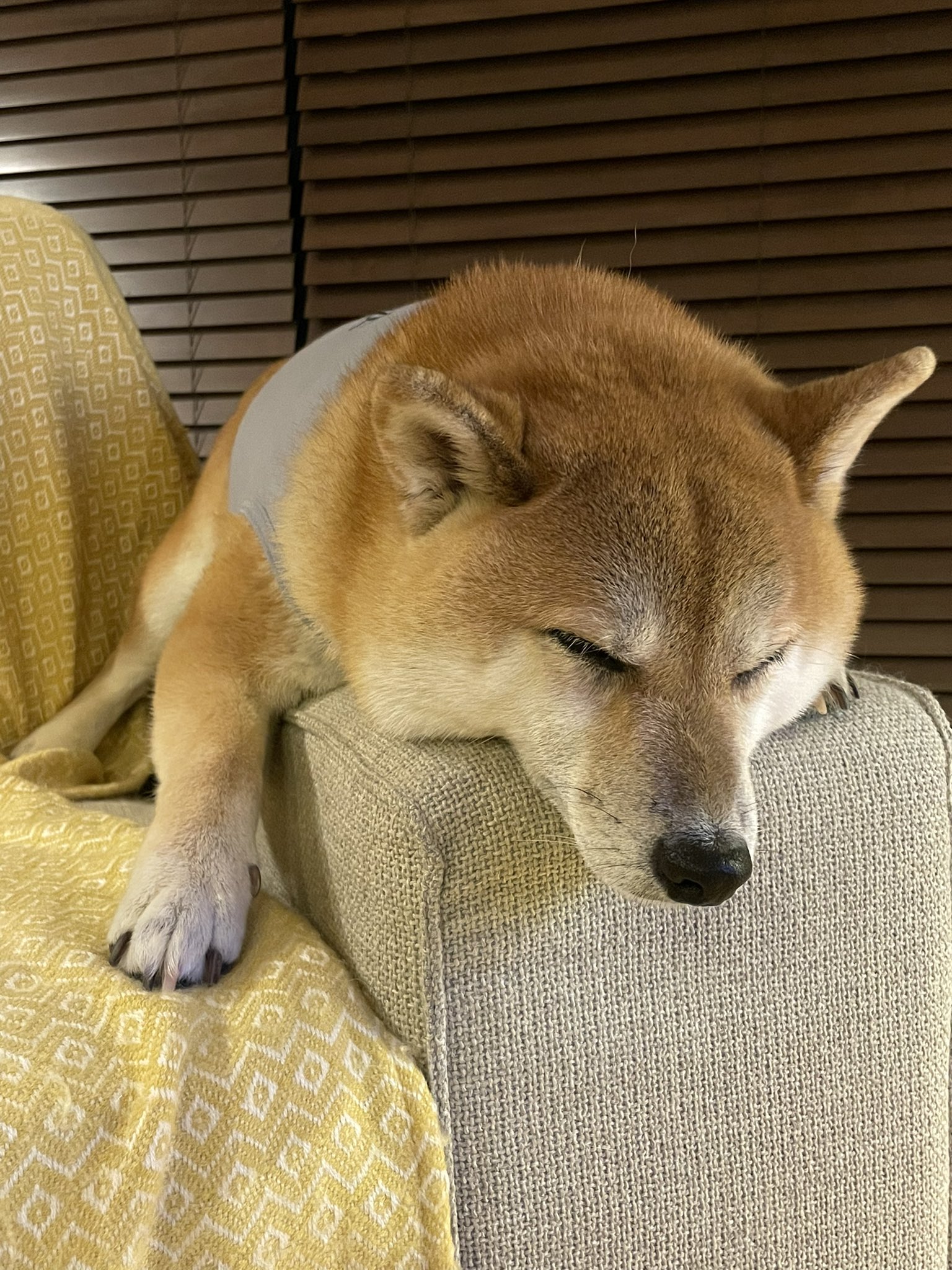 M Yutani 夏バテのケン 柴犬 夏バテ T Co Rypswzedwn Twitter