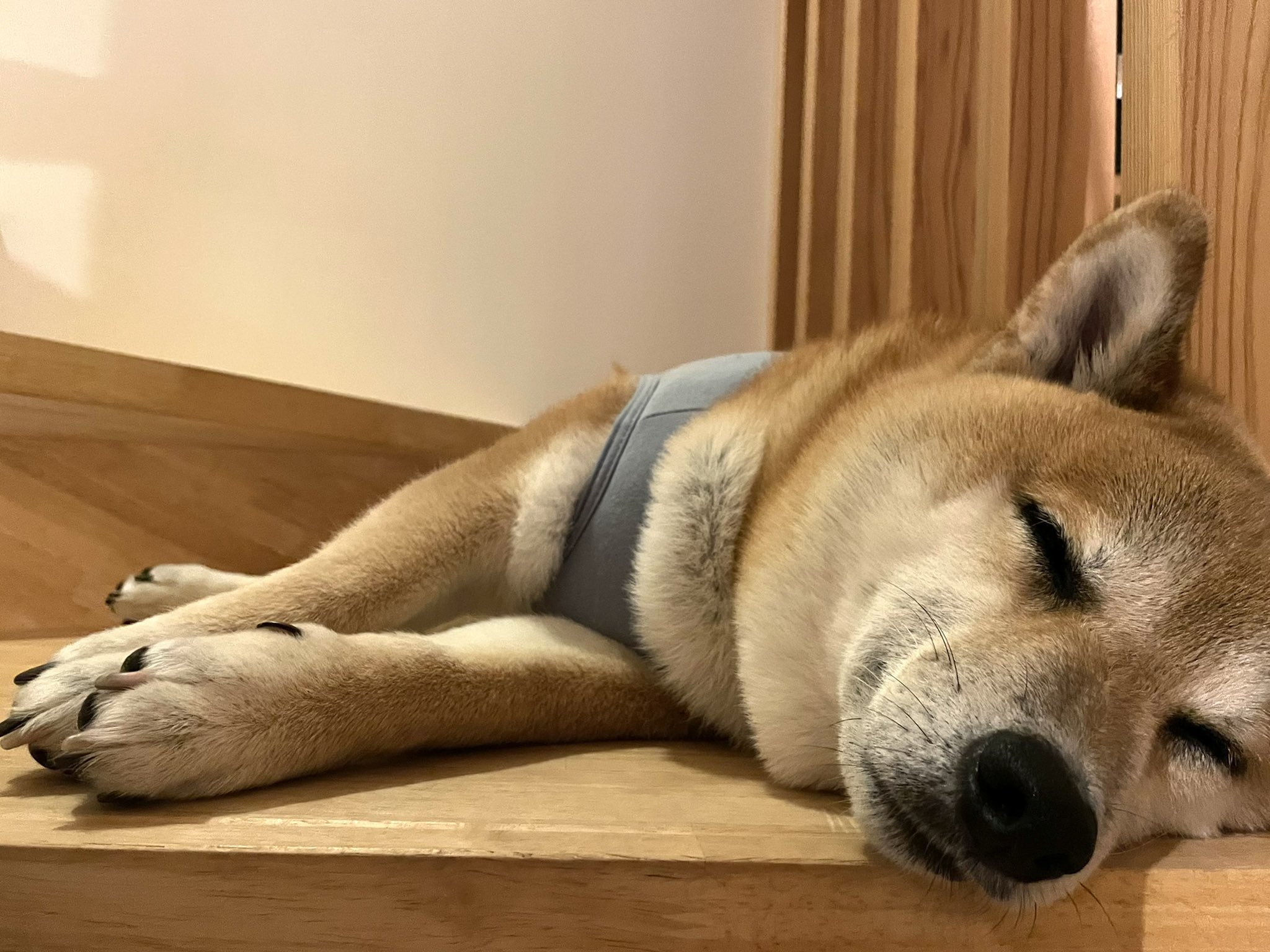 M Yutani 夏バテのケン 柴犬 夏バテ T Co Rypswzedwn Twitter