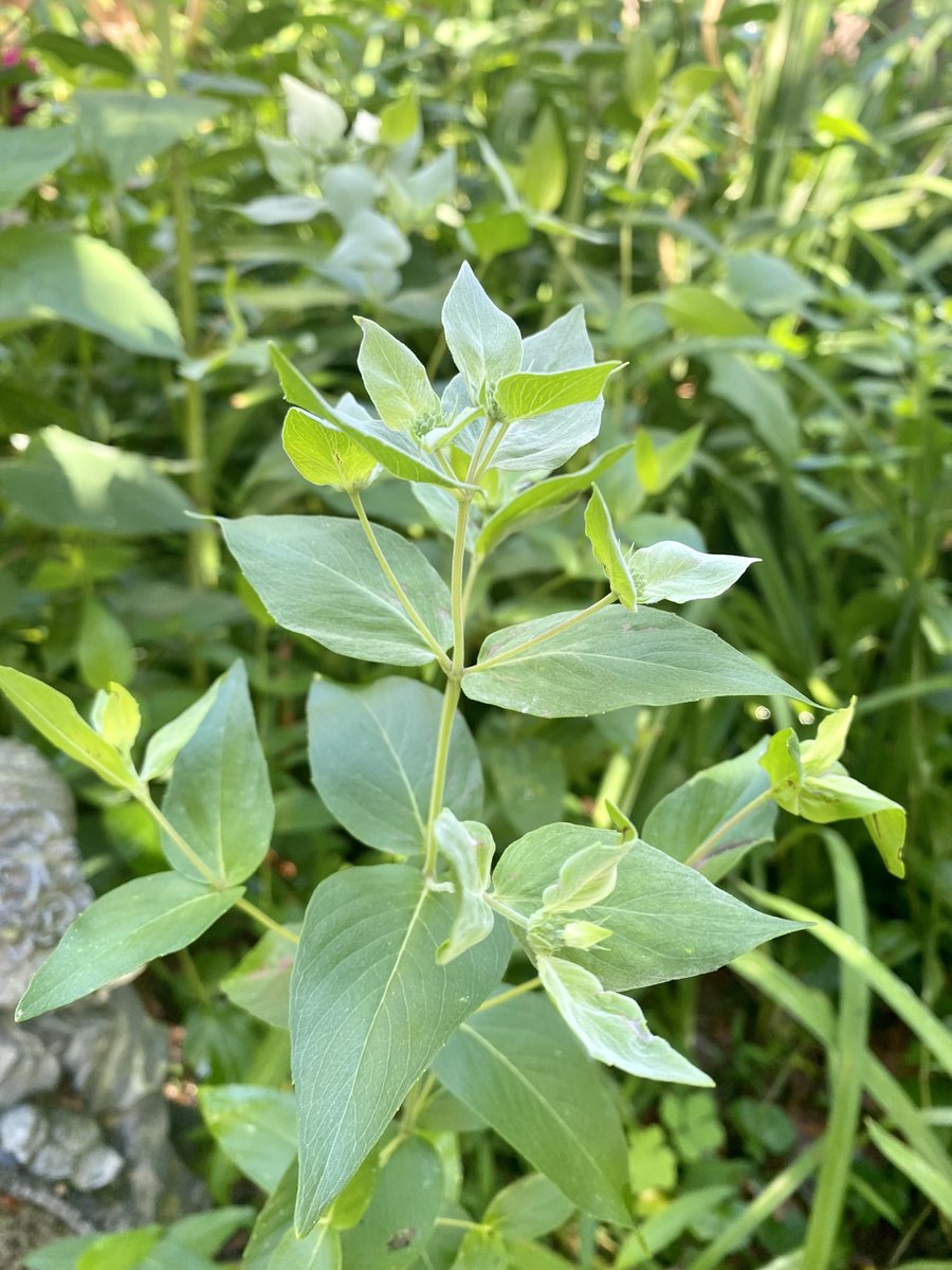 marietculver's tweet photo. #MountainMint #BeeBalm #Nasturtium #GrowNative #homegarden #PollinatorWeek 🐝🦋☀️ https://t.co/lDoSsZHukQ