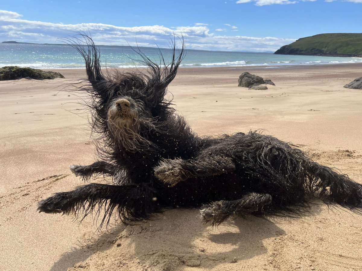 The idiot went full sand-goblin mode today 😂
#idiothound #lurcher #beach #outerhebrides #eileanleòdhais #dogsoftwitter #dogsofinstagram