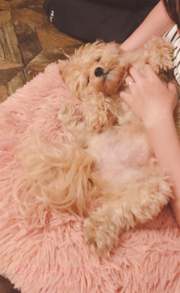 全力甘えモード発動してたモフさん
(初めて見た…！)
#はなこと旦那とモフ https://t.co/U1nwp0Esuh