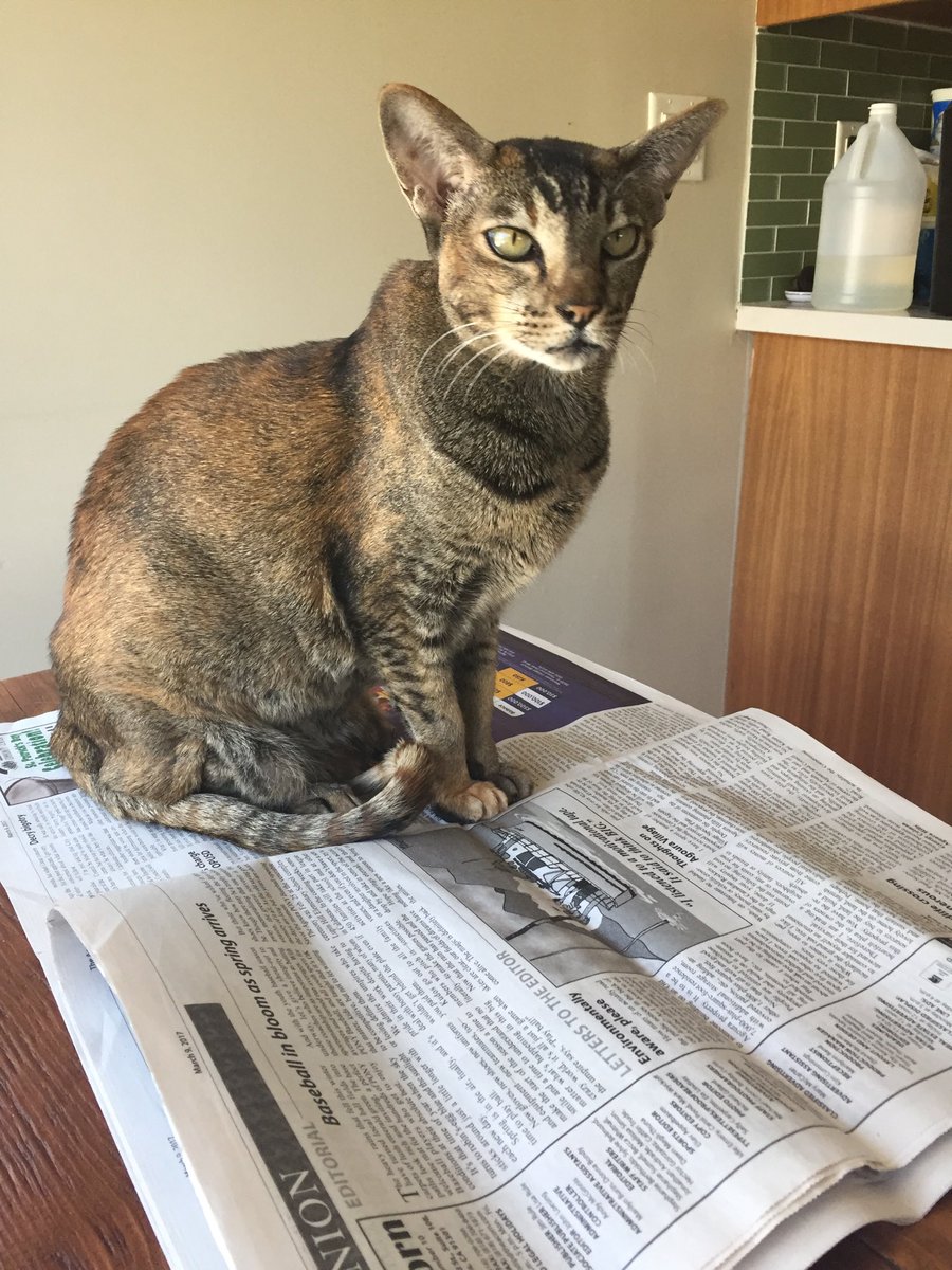What. Am I reading this sh*t correctly? #catsjudgingthesupremecourt