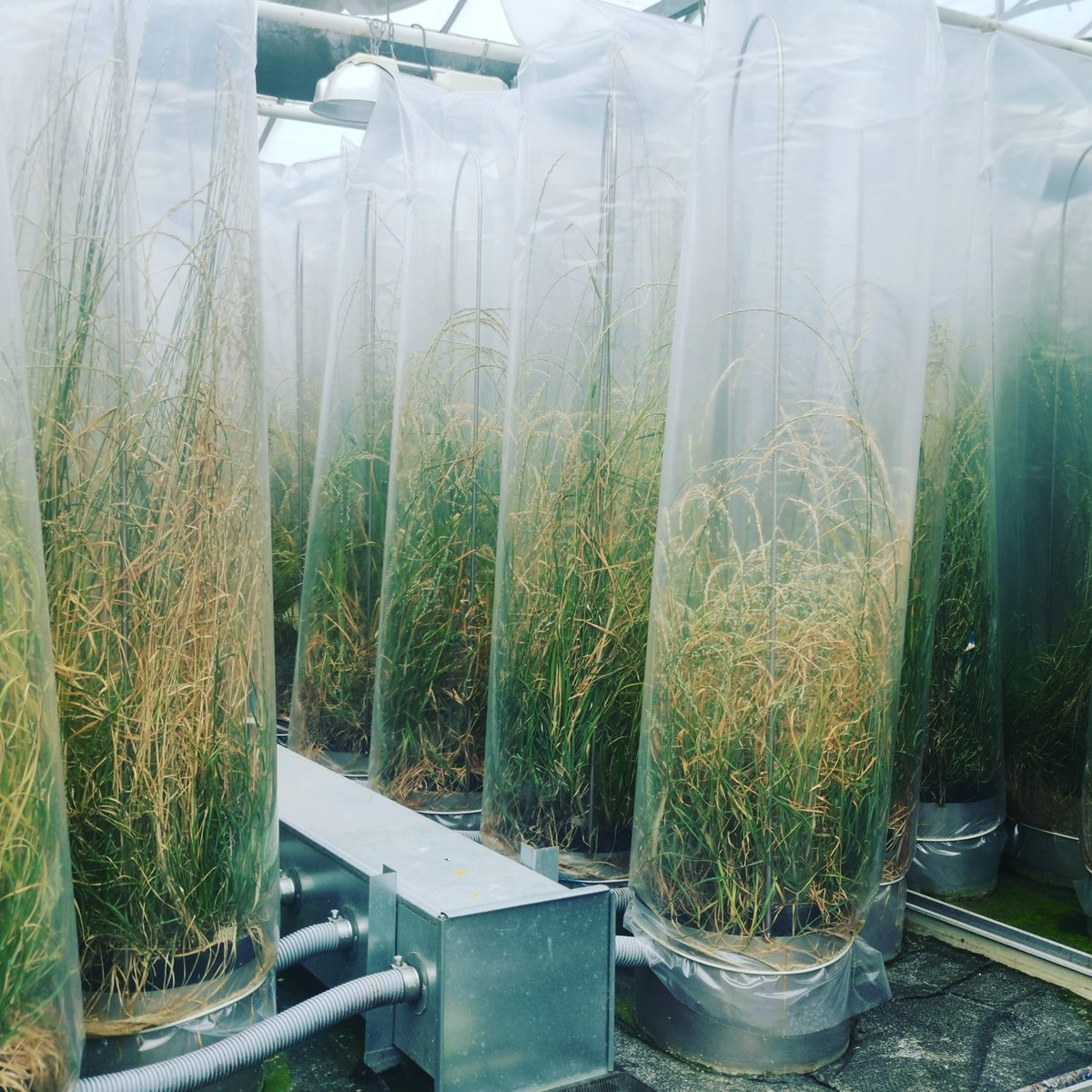 #DLFseeds züchtet Grassorten für alle möglichen Bedürfnisse, wie Viehfutter oder Hightech-Fussballrasen. Forschungen laufen in Richtung Eiweissabtrennung, mit dem Ziel, die Soja-Abhängigkeit vom Ausland zu reduzieren.  #IFAJ2022precongresstour