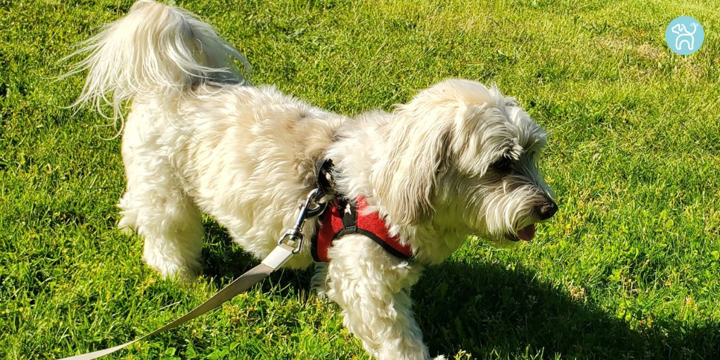 JWagable's tweet photo. Charlie likes to follow his shadow. #DogPurpose https://t.co/o6nsQJgsec