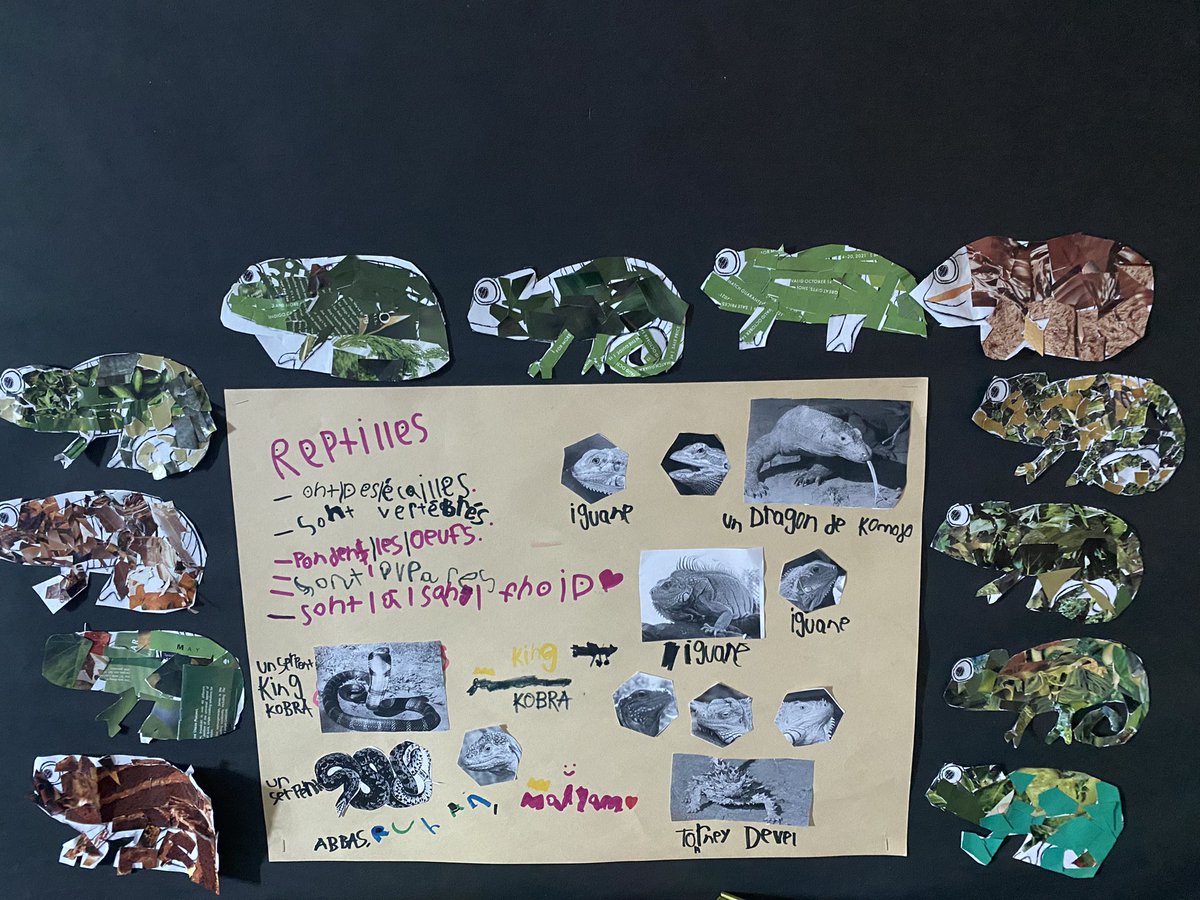 MmeHeckman's tweet photo. Co-created animal classification posters and display boards 🐊🐝🦈🦅🐸😍 #BetterTogether @PLRobertsonPS https://t.co/CKBTaMbM8J