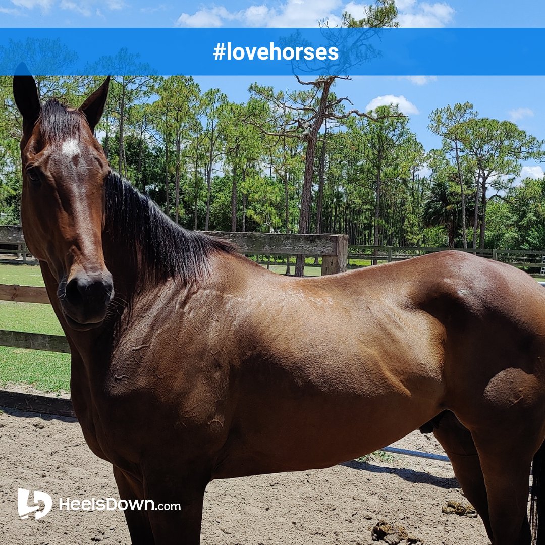 HeelsDownApp's tweet photo. Horses make life better! ❤️🐴❤️

#heelsdownapp #heelsdown #horsebackriding #ridinglessons #dressage #hunter #jumper #showjumping
#barrelracing #polo #western #reining #WellingtonFL #PalmBeach #horsesofinstagram #lovehorses #horseshow #horserescue https://t.co/jFwI2tsNyV