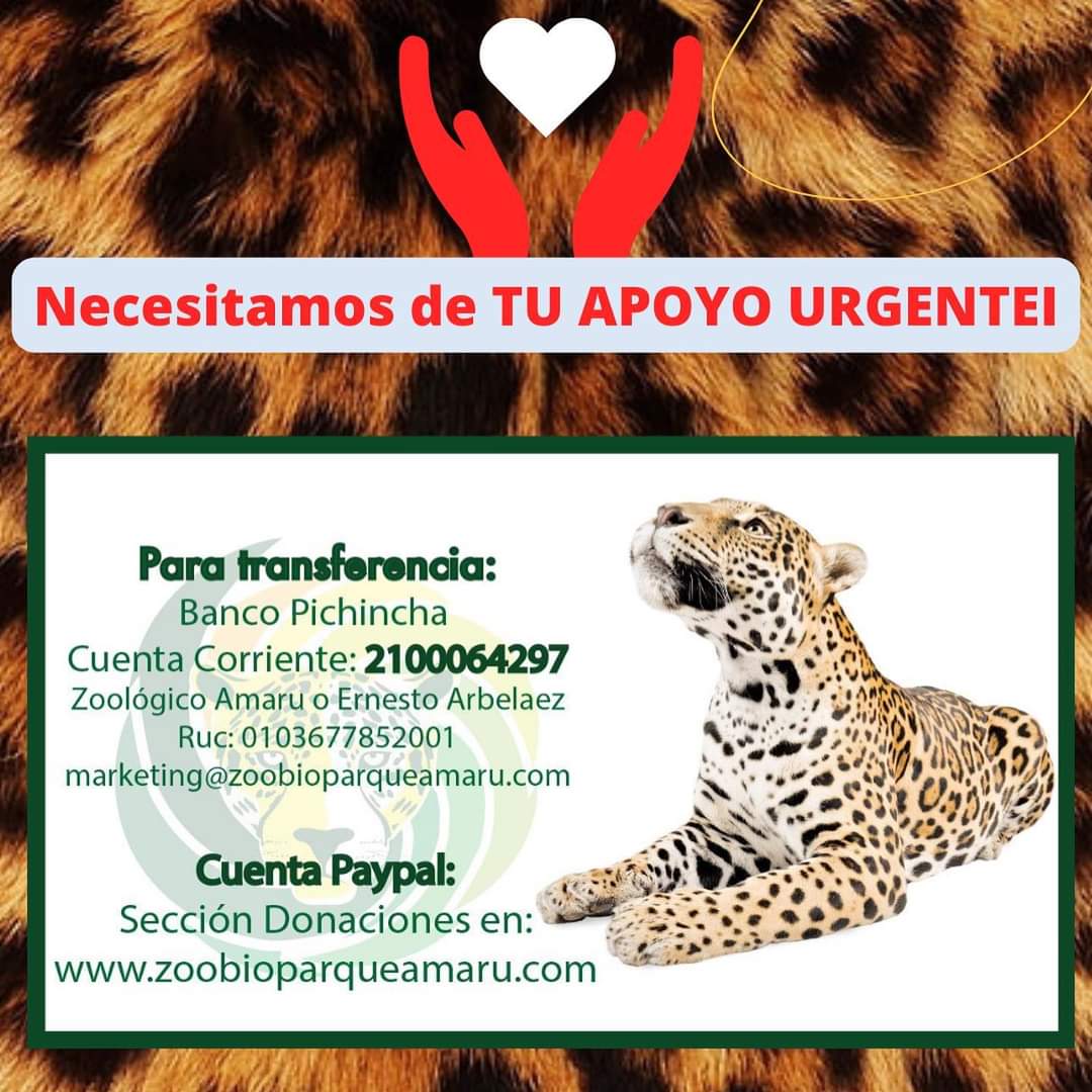 #URGENTE || #Cuenca: Los animales de <a href="/BioparqueAmaru/">AMARUBIOPARQUECUENCA</a> necesitan de ayuda. No tienen alimentos.